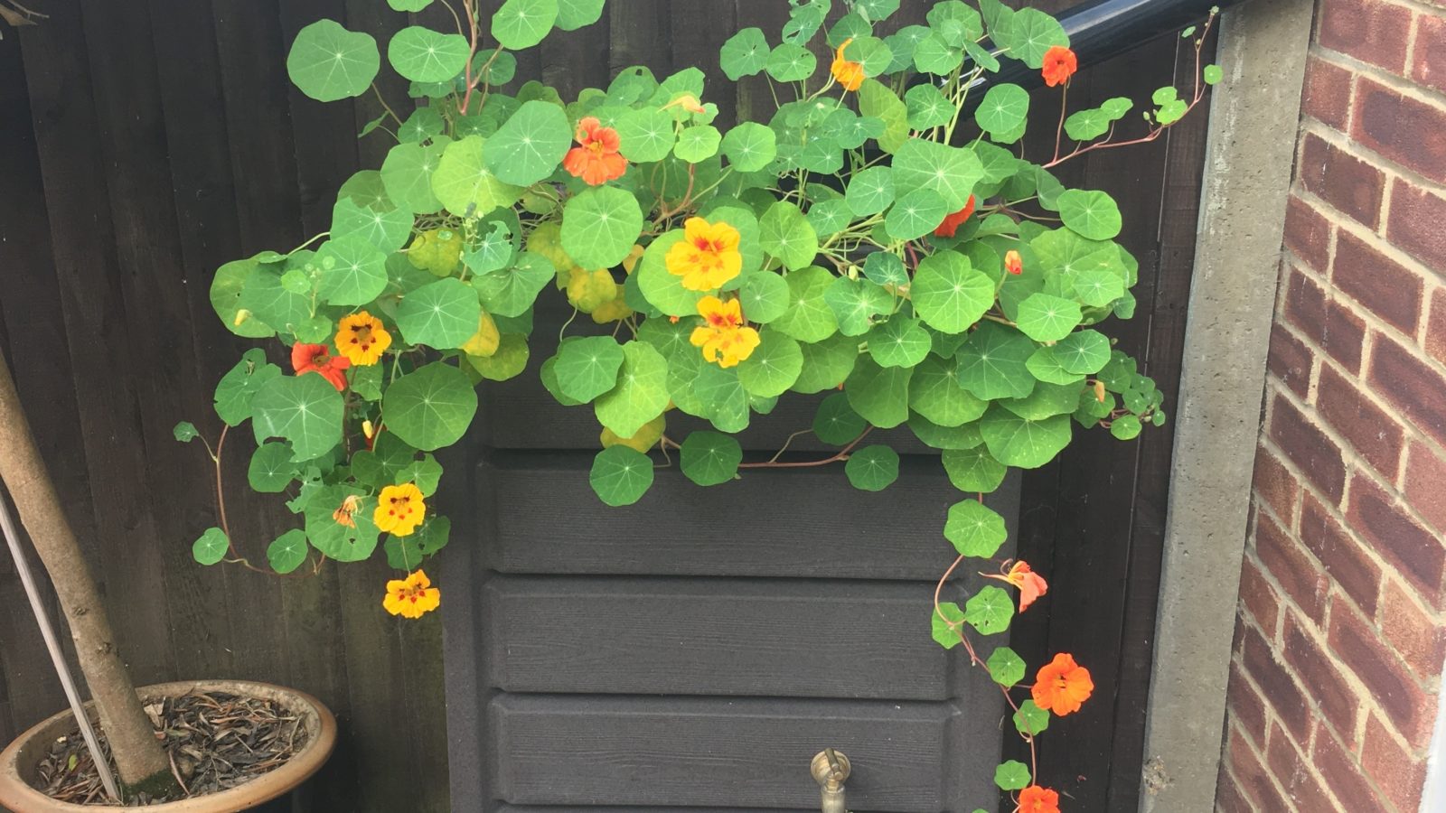 CCRM Planter & Flowers 19-6-25